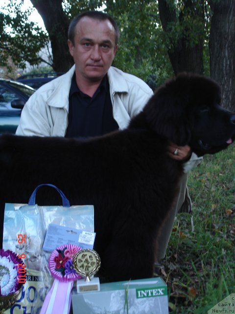 Фото: ньюфаундленд Бегущая по Волнам Хаста ла Виста (Beguschaya po Volnam Hasta la Vista), САНЬКА.