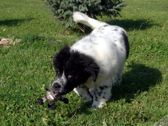 Фото: ньюфаундленд Аквиан Сонг Зефир