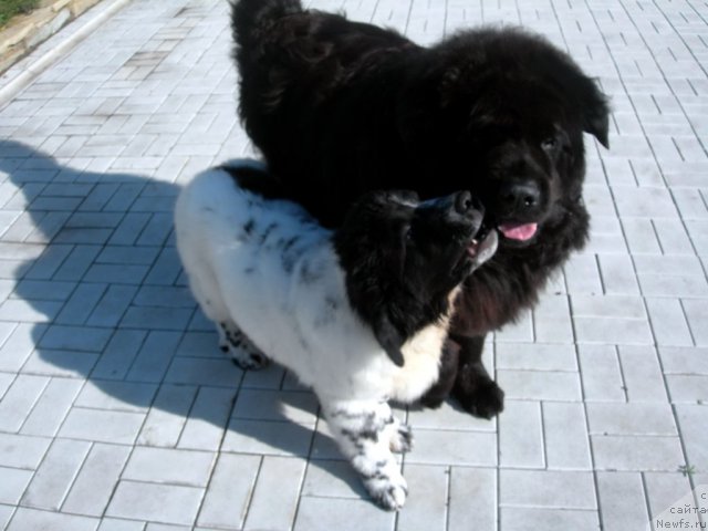 Фотография № 50455