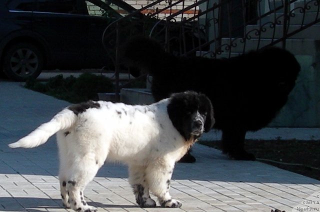 Фото: ньюфаундленд Аквиан Сонг Зефир, ньюфаундленд Vein Vest