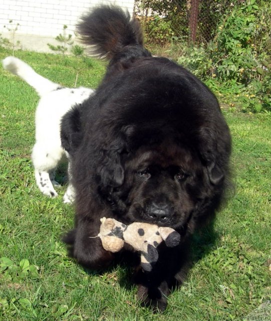 Фото: ньюфаундленд Vein Vest, ньюфаундленд Аквиан Сонг Зефир