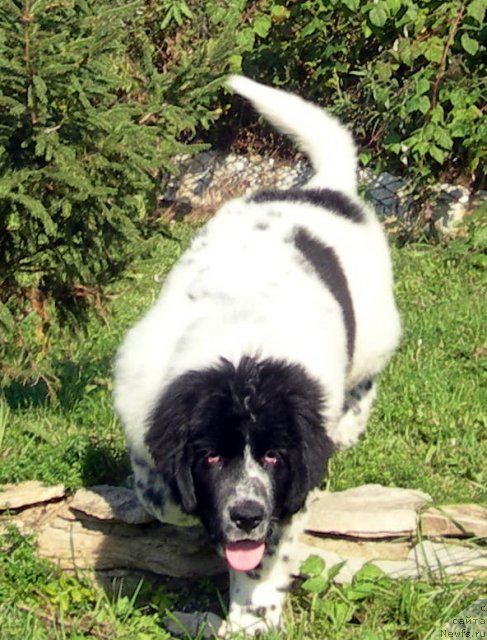 Фото: ньюфаундленд Аквиан Сонг Зефир