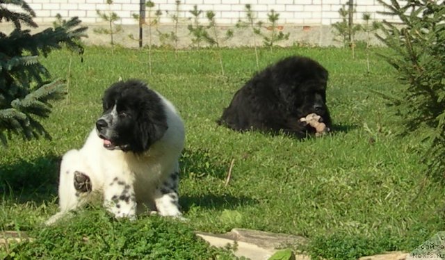 Фотография № 50462