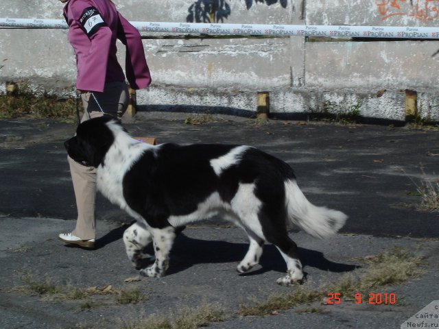 Фото: ньюфаундленд Aleze Beautiful Princess Aqua Pearl, Инна Севидова