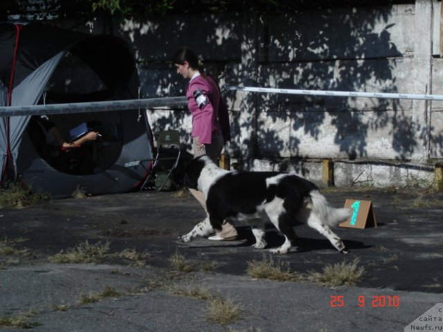 Фото: ньюфаундленд Aleze Beautiful Princess Aqua Pearl, Инна Севидова