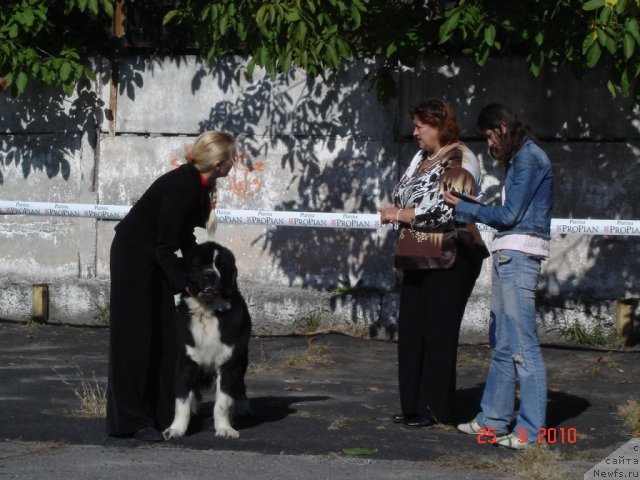 Фото: ньюфаундленд Маг Исполин Любомир, Наталья Чехова
