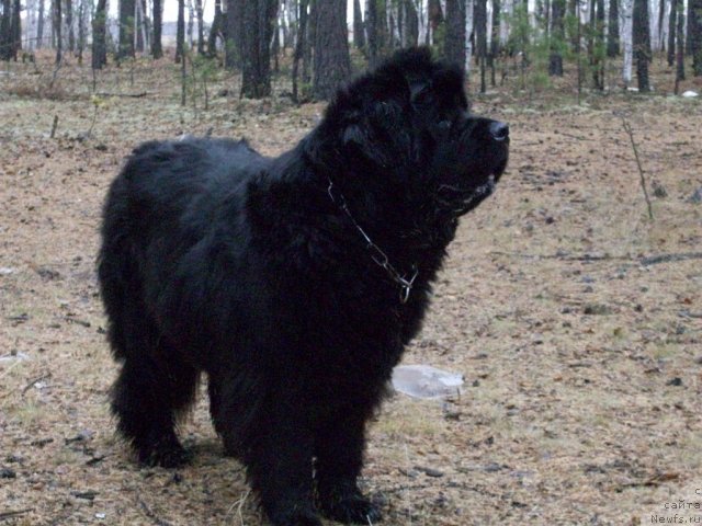 Фото: ньюфаундленд Ярада из Сибирской Глубинки (Yarada iz Sibirskoy Glubinki)