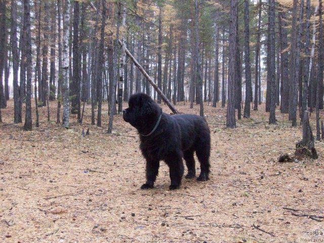 Фото: ньюфаундленд Карат из Медвежьего Яра (Karat iz Medvejyego Yara)