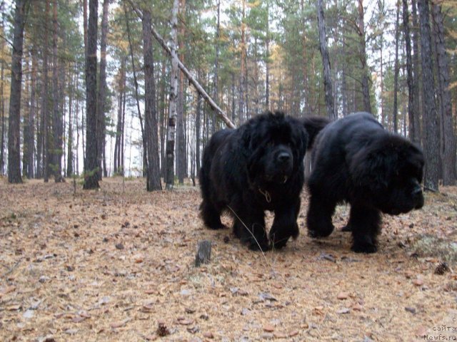 Фото: ньюфаундленд Ярада из Сибирской Глубинки (Yarada iz Sibirskoy Glubinki)