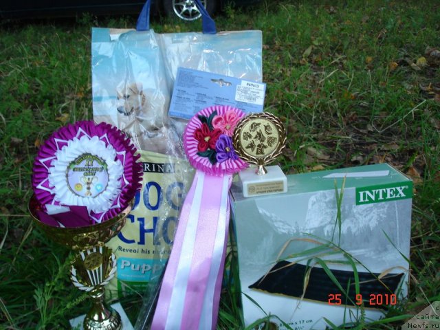 Фото: ньюфаундленд Бегущая по Волнам Хаста ла Виста (Beguschaya po Volnam Hasta la Vista)