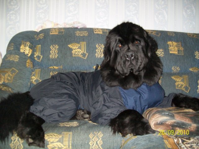 Фото: ньюфаундленд Fortuna of Giant's Island