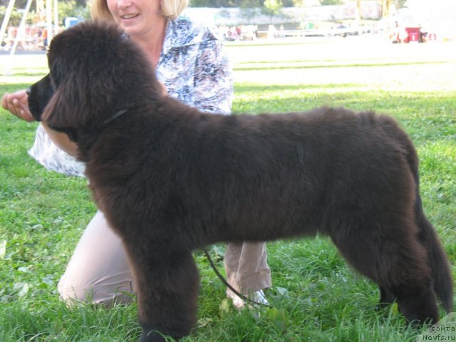 Фото: ньюфаундленд Бегущая по Волнам Хаста ла Виста (Beguschaya po Volnam Hasta la Vista)