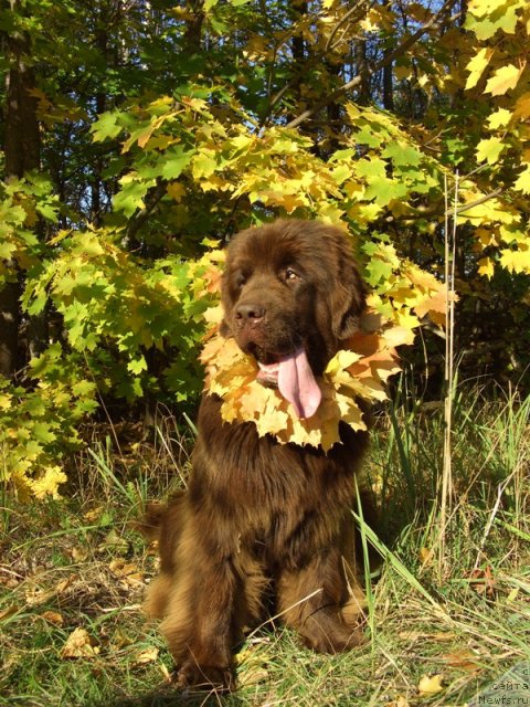 Фото: ньюфаундленд Бархатка Роскошная