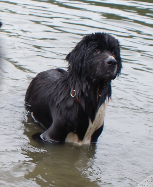 Фото: ньюфаундленд Супер Бизон Гера