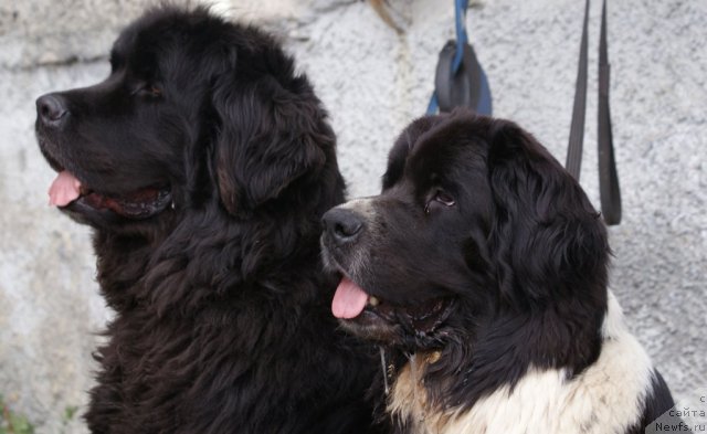 Фото: Тимошка, ньюфаундленд Супер Бизон Гера