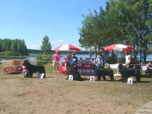 Фото: ньюфаундленд King of Helluland Viking, ньюфаундленд Армани Империал, ньюфаундленд Бенц, ньюфаундленд Багги