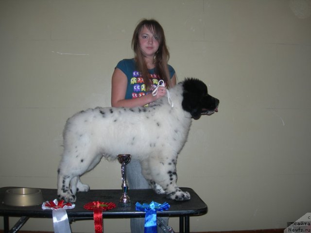 Фото: ньюфаундленд Аквиан Сонг Зефир