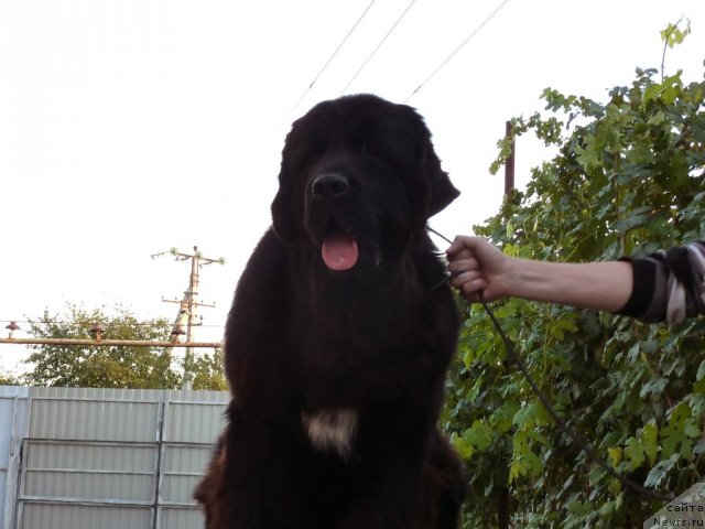 Фото: ньюфаундленд Арк Велес