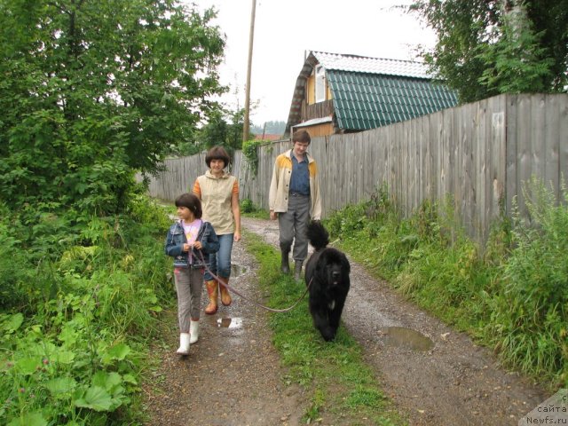 Фото: ньюфаундленд Любимая Моя с Берега Дона (Lubimaya Moya s Berega Dona)