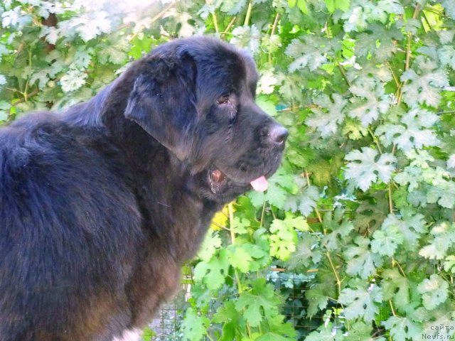 Фото: ньюфаундленд Арк Велес