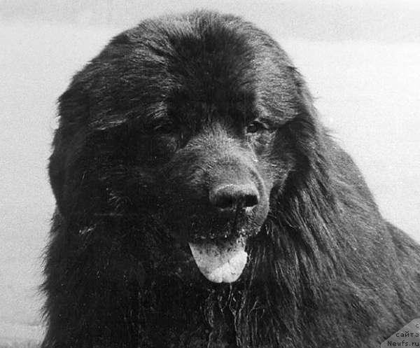 Фото: ньюфаундленд Санчио Янгджей