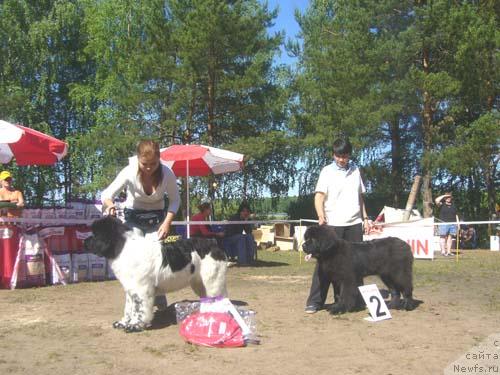 Фото: ньюфаундленд Супер Бизон Арго (Super Bizon Argo), ньюфаундленд Акин Соул София
