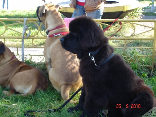 Фото: ньюфаундленд Бегущая по Волнам Хаста ла Виста (Beguschaya po Volnam Hasta la Vista)