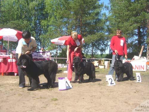 Фото: ньюфаундленд Акин Соул София, ньюфаундленд Триада Вест Алексеевна Царевна, ньюфаундленд Лесная Сказка Роза Черная