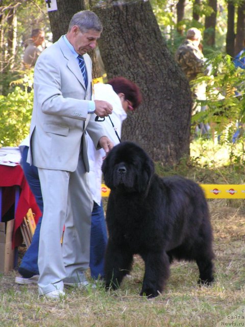 Фото: ньюфаундленд Его Высочество от Сибирского Медведя (Ego Vysochestvo ot Sibirskogo Medvedja)