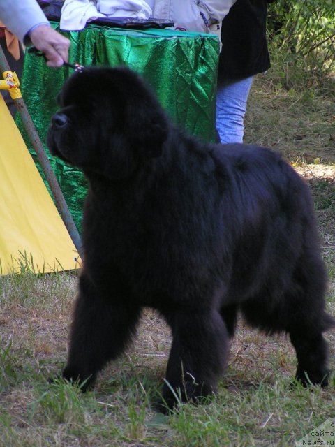 Фото: ньюфаундленд Его Высочество от Сибирского Медведя (Ego Vysochestvo ot Sibirskogo Medvedja)
