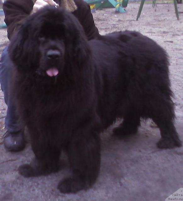 Фото: ньюфаундленд Ханеса (Hanesa)