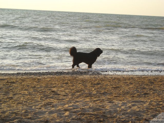 Фото: ньюфаундленд Бьянка Седьмое Чудо Света