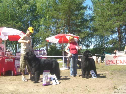 Фото: ньюфаундленд Антей Тревеллеринтайм, ньюфаундленд Ньюмаст Самсон (Nijumast Samson)