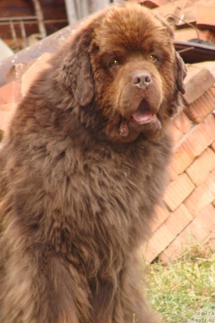 Фото: ньюфаундленд Супер Премиум Бетховен (Super Premium Bethoven)