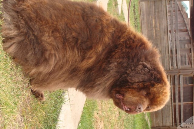 Фото: ньюфаундленд Супер Премиум Бетховен (Super Premium Bethoven)