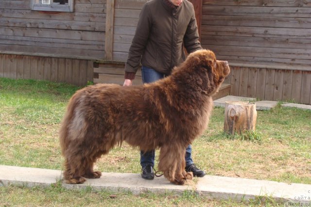 Фото: ньюфаундленд Супер Премиум Бетховен (Super Premium Bethoven)