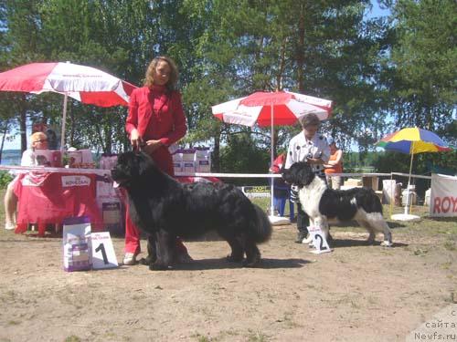 Фото: ньюфаундленд Vein Vest, ньюфаундленд Даанич Флирт Рококо (Daanich Flirt Rokoko)