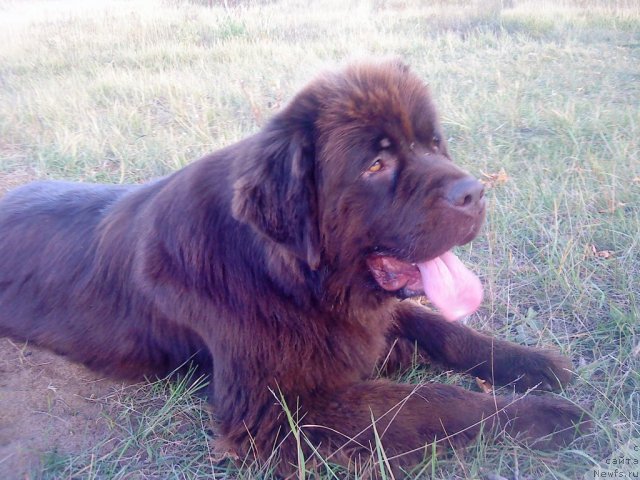 Фото: ньюфаундленд Кокетка от Чаннел из Медвежьего Яра