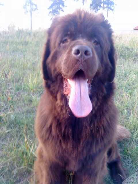 Фото: ньюфаундленд Кокетка от Чаннел из Медвежьего Яра