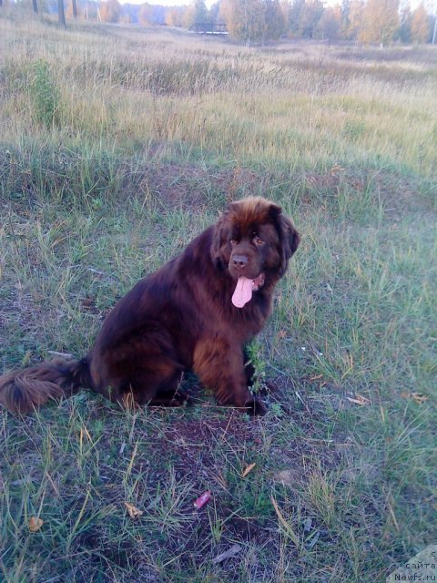 Фото: ньюфаундленд Кокетка от Чаннел из Медвежьего Яра