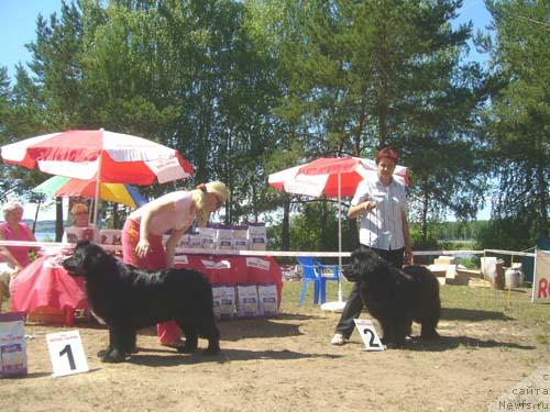 Фото: ньюфаундленд Ньюмаст Нирвана (Nijumast Nirvana), ньюфаундленд Обуш Шед Чарлея