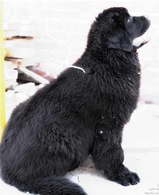 Фото: ньюфаундленд Арк Велес