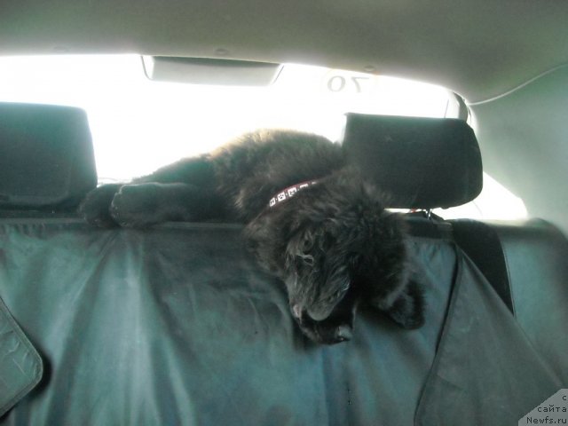 Фото: ньюфаундленд Целого Мира Мало из Аркаима (Tselogo Mira Malo iz Arkaima)