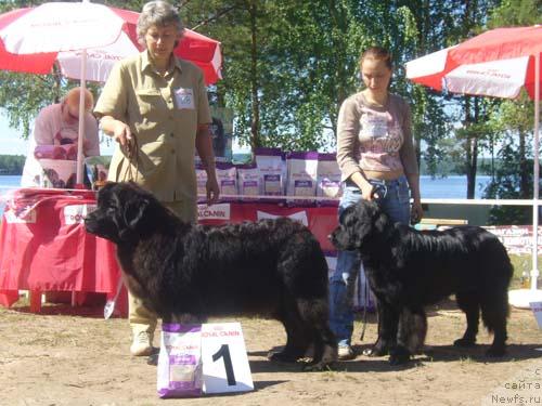 Фото: ньюфаундленд Сент Джонс Жизель, ньюфаундленд Сангрия