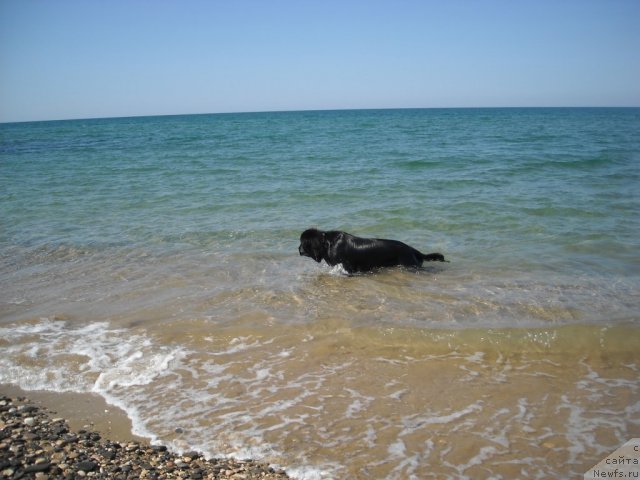 Фото: ньюфаундленд Бьянка Седьмое Чудо Света