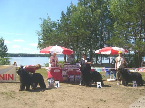 Фото: ньюфаундленд Фаворит Никас из Медвежьего Яра (Favorite Nika's iz Medvejyego Yara), ньюфаундленд Обуш Шед Эдисон Николь (Obush Shed Edisson Nicole), ньюфаундленд Антей Тревеллеринтайм