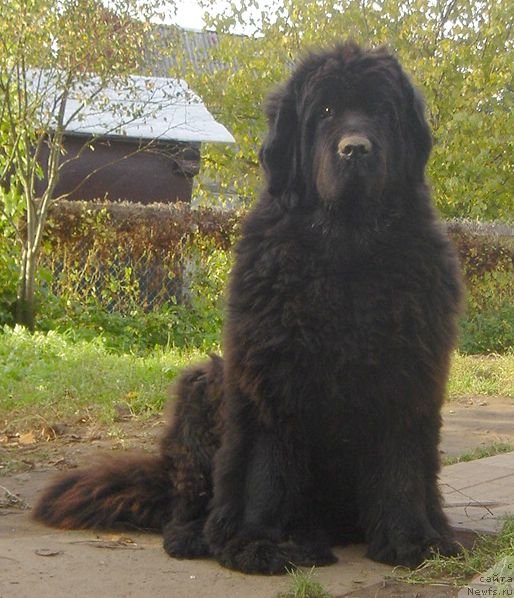 Фото: ньюфаундленд Bjornebandens Push Up Patricia