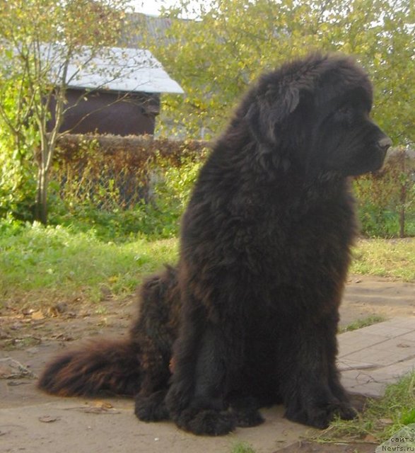 Фото: ньюфаундленд Bjornebandens Push Up Patricia