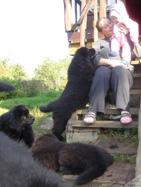 Фото: Дар СвеЗы Щенки улица ньюфов