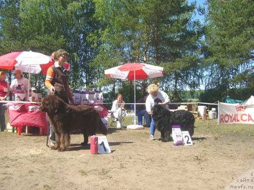 Фото: ньюфаундленд Кока Кола'с Иммидж Стар Эмр Фаворит, ньюфаундленд Мадам Габо Циола
